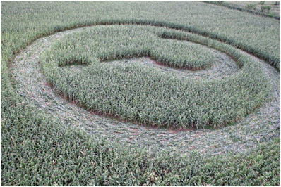 Mexico crop circle