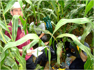 In the Maize